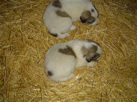 Une Port E De Chiots Patou A Vu Le Jour Levage Du Massif