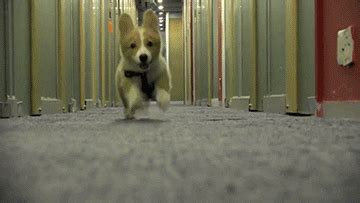 Puppy GIFs - Find & Share on GIPHY