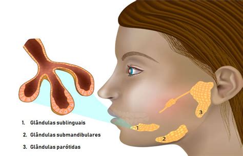 Glândulas salivares Biologia Net