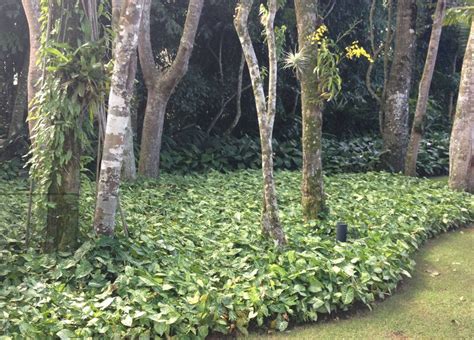 O Que É Cobertura Vegetal - Cobertura Vegetal: O Que é, Vantagens e Como Escolher | Singonio planta ...