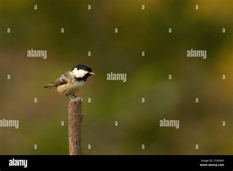 A Coal Tit Periparus Ater Photographed At Daisy Nook Country Park