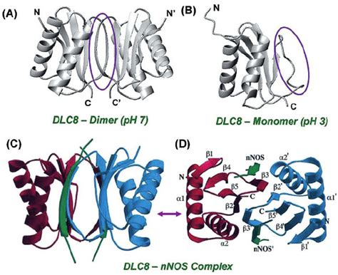 Structures Of The Dynein Light Chain Protein Dimer Pdb ID 1f96 A