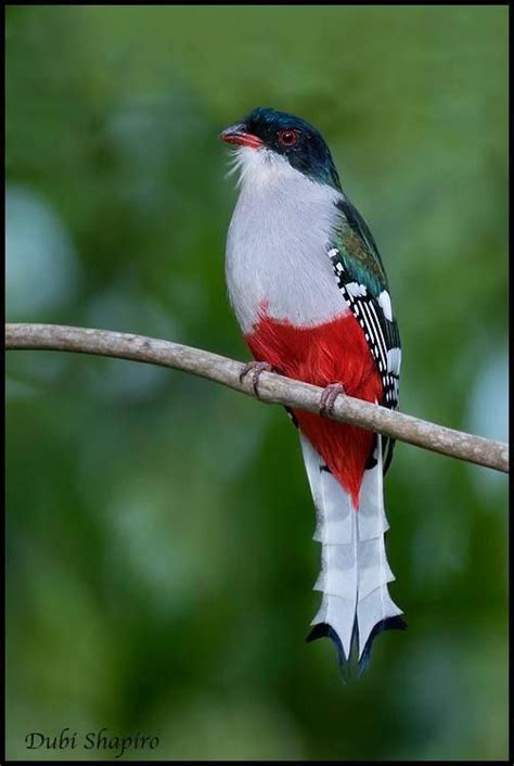 Cuban Trogon Or Tocororo Priotelus Temnurus By Dubi Shapiro Burung