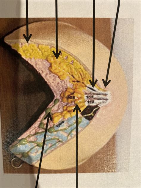 Inner Cross Section Of Breast Diagram Quizlet