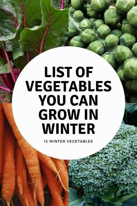 Vegetable Garden Layout Ideas Beginners Growing Winter Vegetables Winter Vegetables Gardening