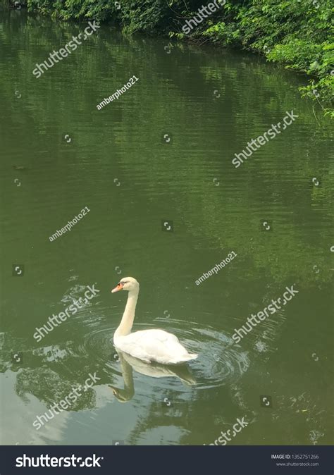 Swan Swan Lake Singapore Botanic Gardens Stock Photo 1352751266