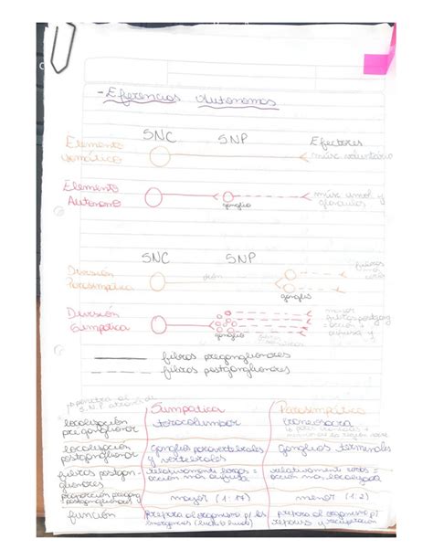 Solution Sistema Nervioso Autonomo Studypool