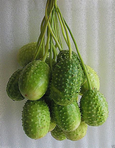 West Indian Gherkin Cucumis Anguria Also Known As Burr Cucumber500