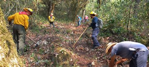 Controlados Cinco De Nueve Incendios Forestales En El Estado