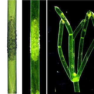 Longitudinal pH profiles of two Chara internodes. Cells were positioned... | Download Scientific ...