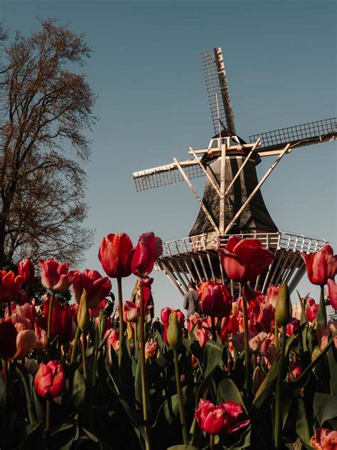 Keukenhof Tulip Fields: Tips for an Unforgettable Visit