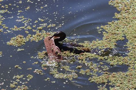 Fotos No Solo Hay “musgo Verdoso” Estero Marga Marga De Viña Del Mar