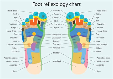 Foot Reflexology Chart 117145 Vector Art At Vecteezy