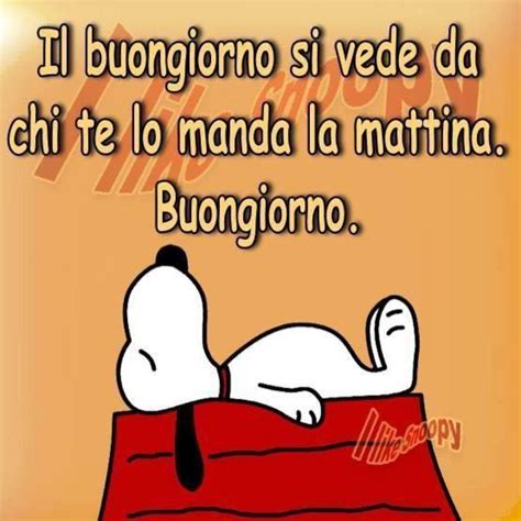 Buongiorno Con Animali Divertenti 4 Buongiornoateit Buongiorno