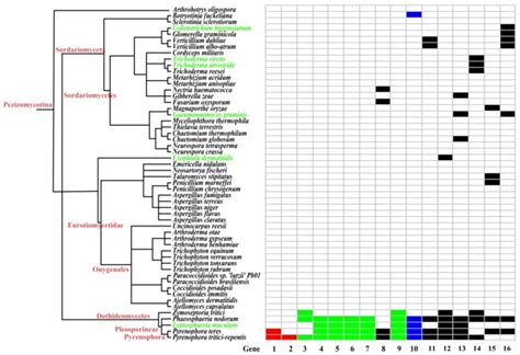 Species Tree Constructed From The Taxonomy Database Of Ncbi Along With