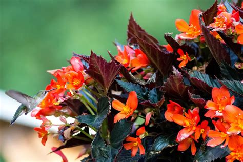 Comment hiverner les bégonias Conseils pour protéger les plantes et