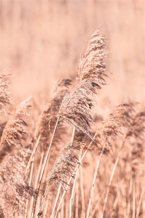 Pampas Grass Field Free Photo On Pixabay Pixabay