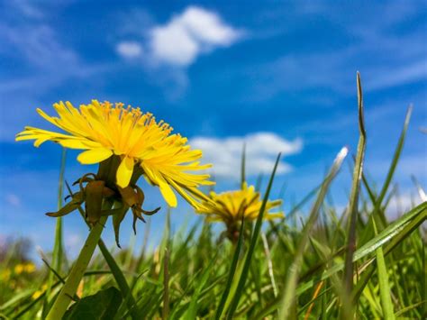 Yellow Dandelion Free Stock Photo Public Domain Pictures