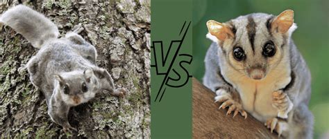 Flying Squirrel Vs Sugar Glider Major Differences