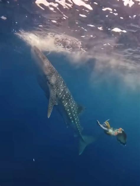 Foto Bahagia Ria Ricis Berenang Bareng Hiu Paus Di Tengah Cerai Dari