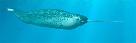 Narwhal | Animal Facts and Information