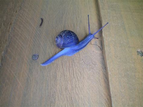 A Blue Snail How Odd A Distinctly Blue Snail How Odd Flickr