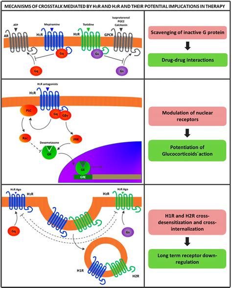 Pdf Current Knowledge And Perspectives On Histamine H1 And H2