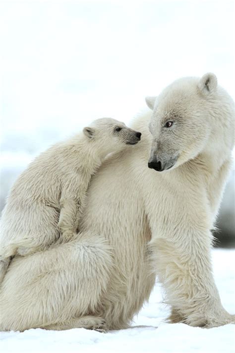 14 best Pizzly bears images on Pinterest | Grizzly bears, Polar bears ...