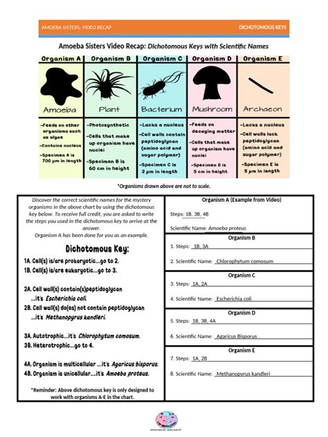 Amoeba Sisters Video Recap Dichotomous Keys With Scientific Names Pdf Organisms