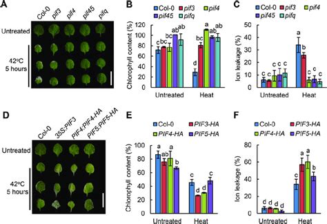 Heat Stress Induced Leaf Senescence Phenotype Of Pif Related Mutants