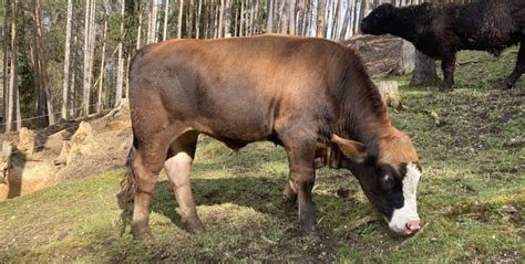 Stierkalb Maxl war klug seine beste Freundin war Tierschützerin gut