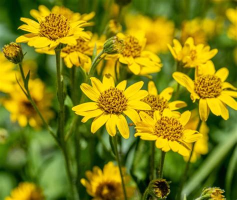 Arnica in Erboristeria Proprietà dell Arnica