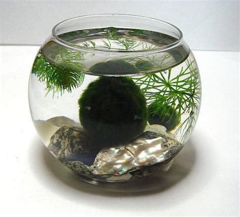 Zen Marimo Moss Balls In All Natural Zen Pet Mini Aquarium Terrarium