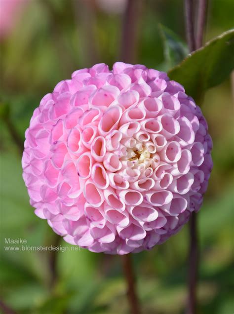 Dahlia Maaike Blomsterdesign I Landskrona