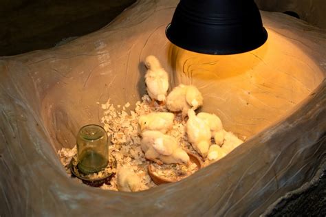 Lampe chauffante pour poussin comment choisir le bon modèle