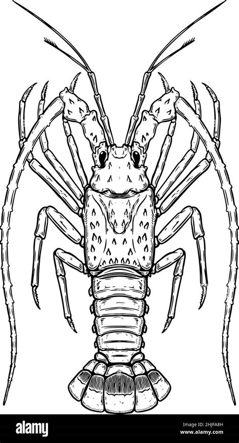 Illustration Of Florida Spiny Lobster In Engraving Style Design