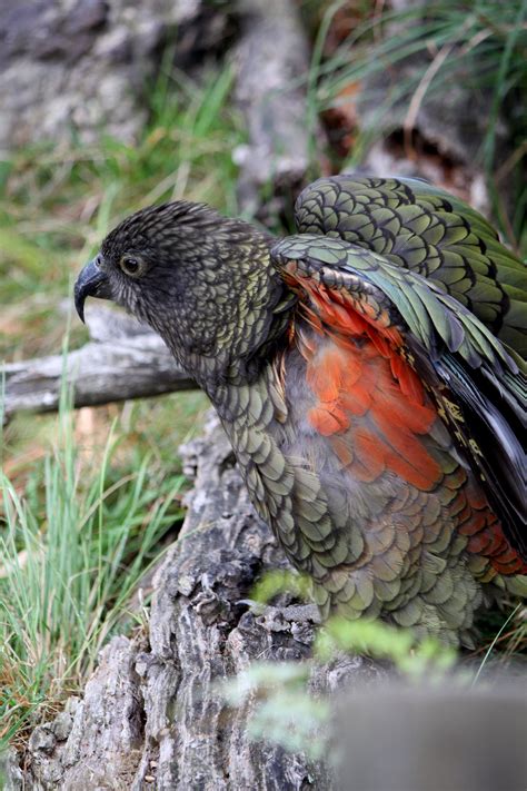 Kea- Orana Wildlife Park Christchurch New Zealand // Rachel Ingram # ...