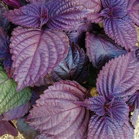 TomorrowSeeds Purple Perilla Shiso Seeds 500 Count Packet Aka