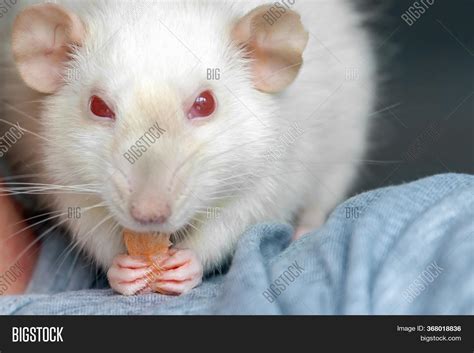 Cute White Rats