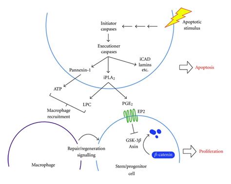 Apoptotic Stimuli Activate Caspases Triggering The Proteolysis Of A