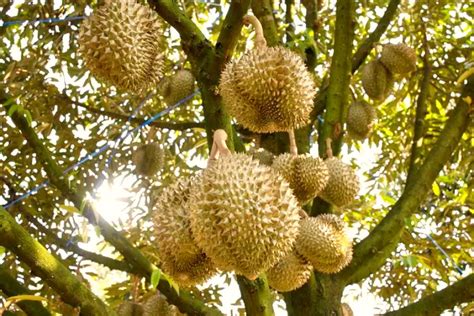 Tips Menanam Bibit Durian Unggul Agar Tumbuh Subur Berbuah Banyak