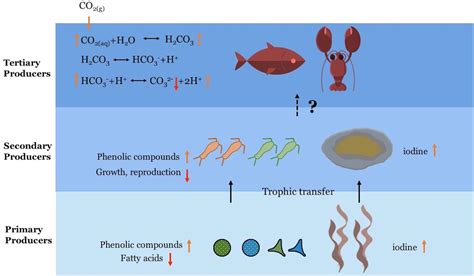 Frontiers The Impacts Of Ocean Acidification On Marine Food Quality And Its Potential Food