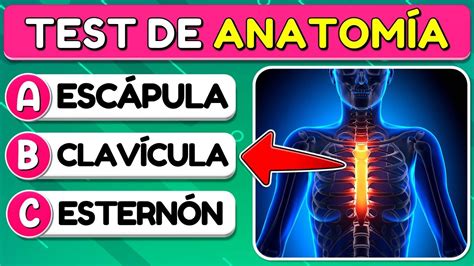 Cuánto Sabes de ANATOMÍA TEST SOBRE EL CUERPO HUMANO Trivial