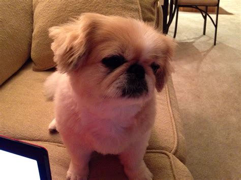 Pekingese Looks Just Like Ozzy Chien