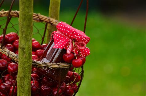 Free Images Branch Fruit Berry Leaf Flower Summer Food Red