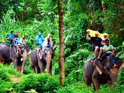 Phuket Elephant Trekking Tours