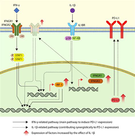 Schematic Figure Displaying The Mechanism Of The Synergistic Effect Of