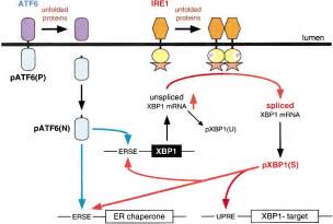 XBP1 MRNA Is Induced By ATF6 And Spliced By IRE1 In Response To ER