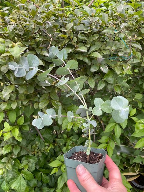 Eucalyptus Cinerea Florists Eucalyptus Live Plant Etsy