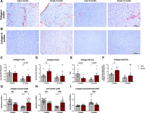 Sex And Age Related Alterations In Left Ventricular Fibrosis And